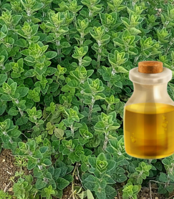 Oregano Oil